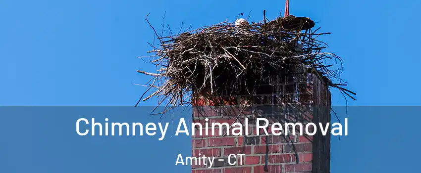 Chimney Animal Removal Amity - CT