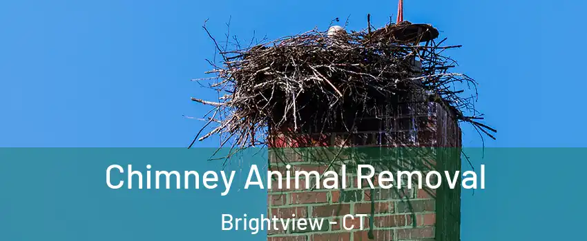 Chimney Animal Removal Brightview - CT