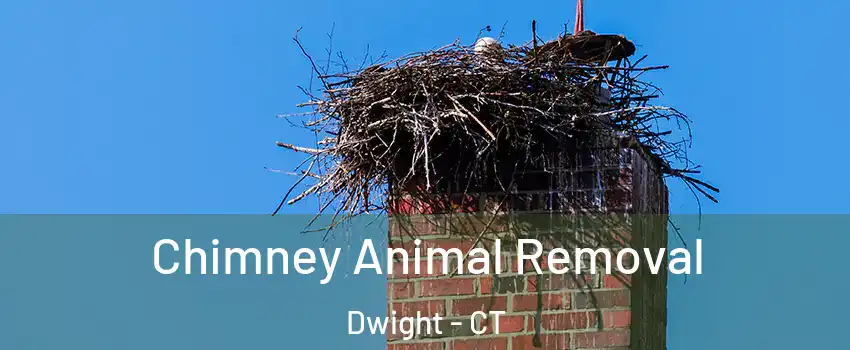 Chimney Animal Removal Dwight - CT