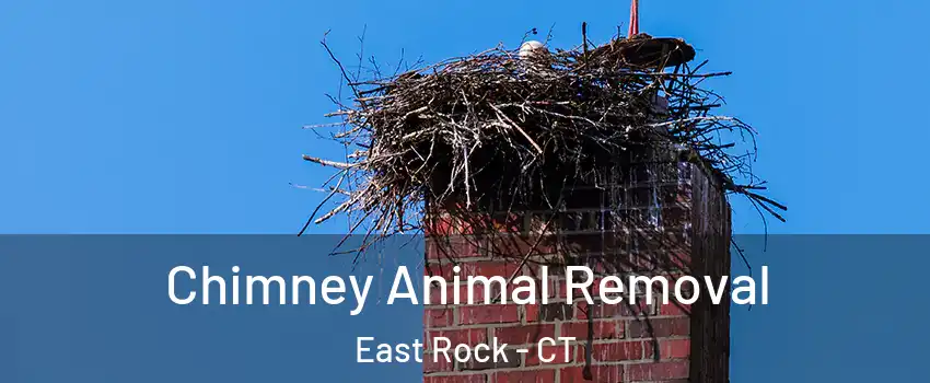 Chimney Animal Removal East Rock - CT