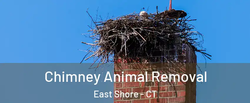 Chimney Animal Removal East Shore - CT