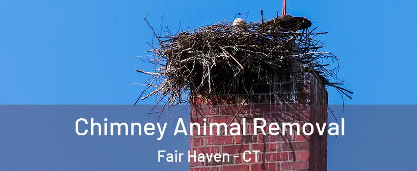 Chimney Animal Removal Fair Haven - CT