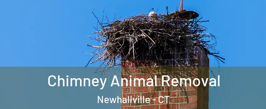Chimney Animal Removal Newhallville - CT