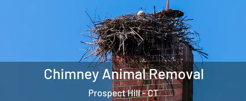 Chimney Animal Removal Prospect Hill - CT