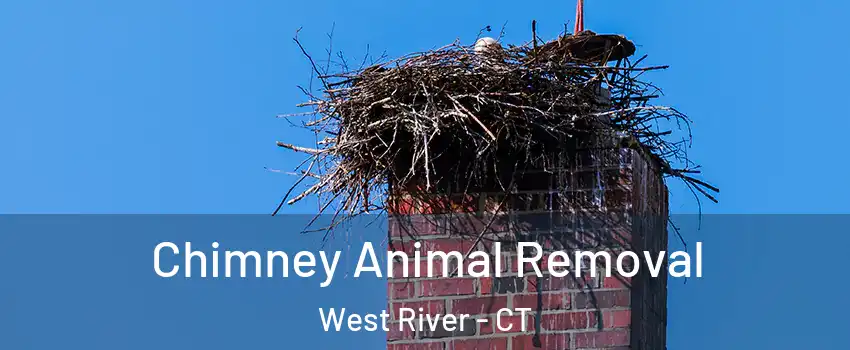 Chimney Animal Removal West River - CT